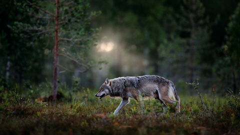 Ein Wolf läuft über eine Waldlichtung.